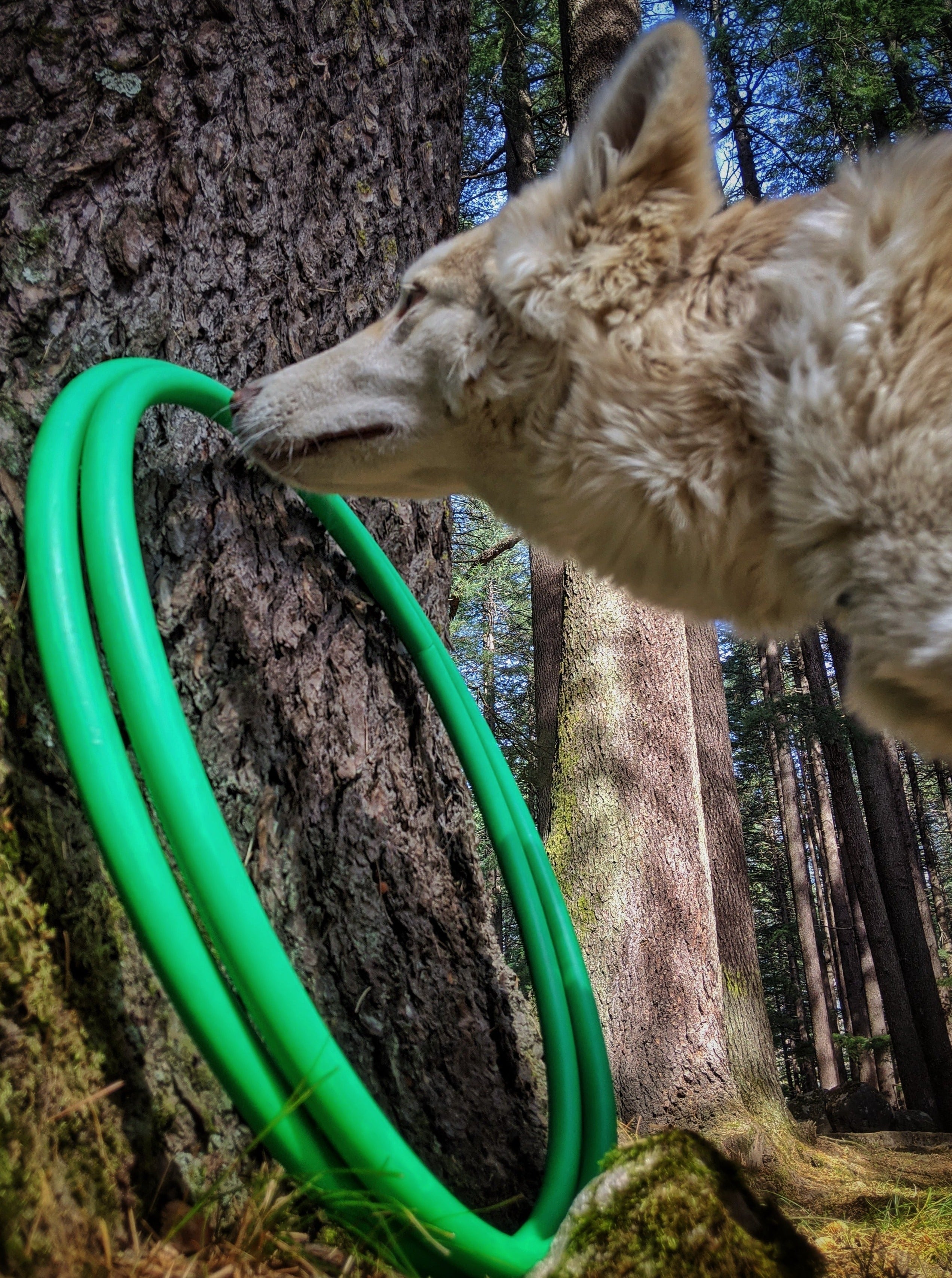 Green Tambourine Hoops